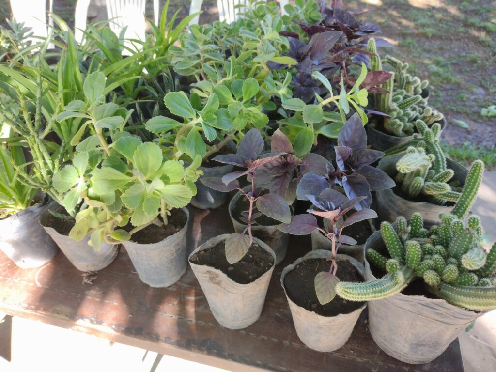 Medio Ambiente