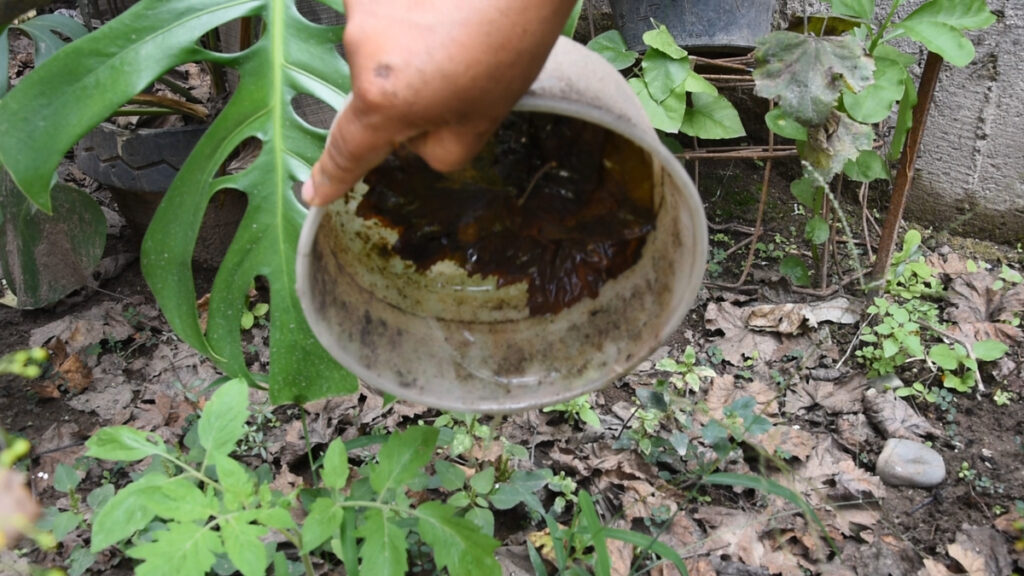 dengue