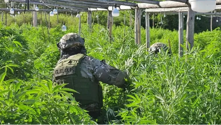 vivero narco