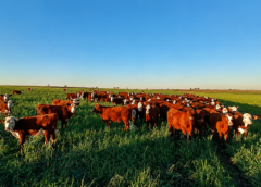 Cultivares adaptados incrementan un 10 % la producción de forraje